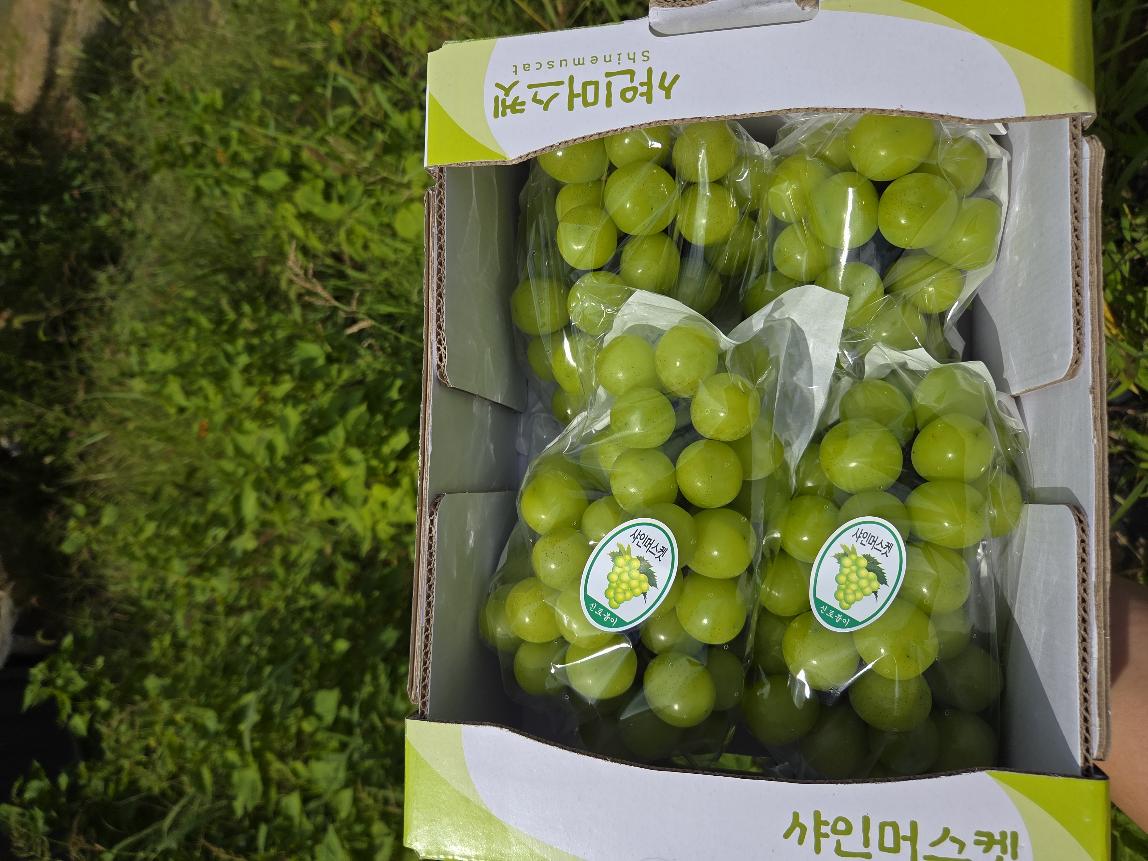 샤인머스켓 2kg
